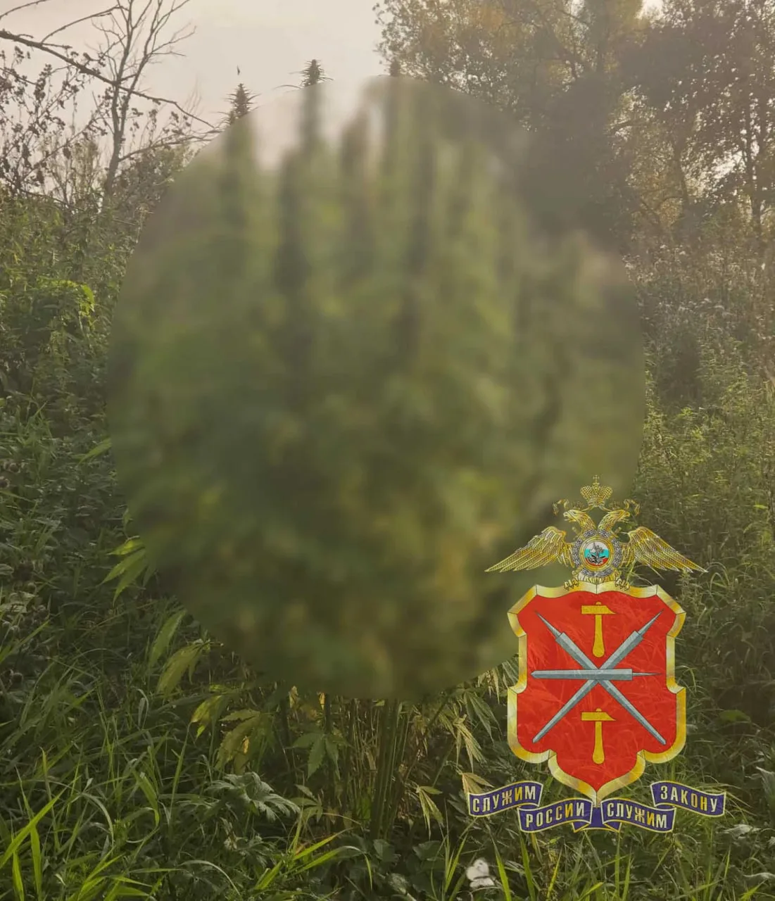 В квартире белевца нашли 459 граммов наркотика и 100 кустов конопли