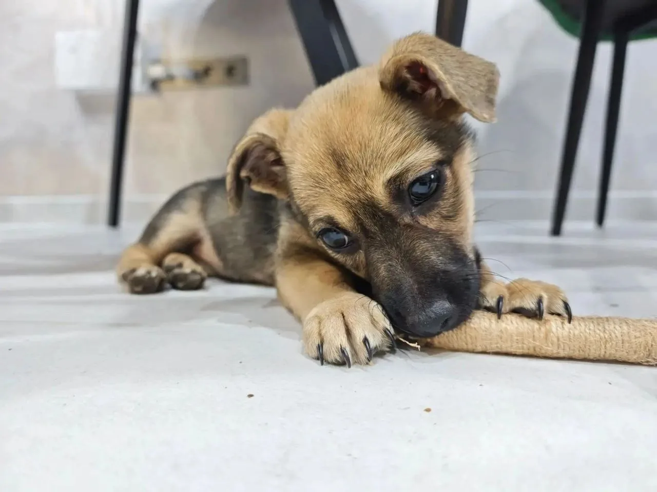 Короче, найдись 🐕