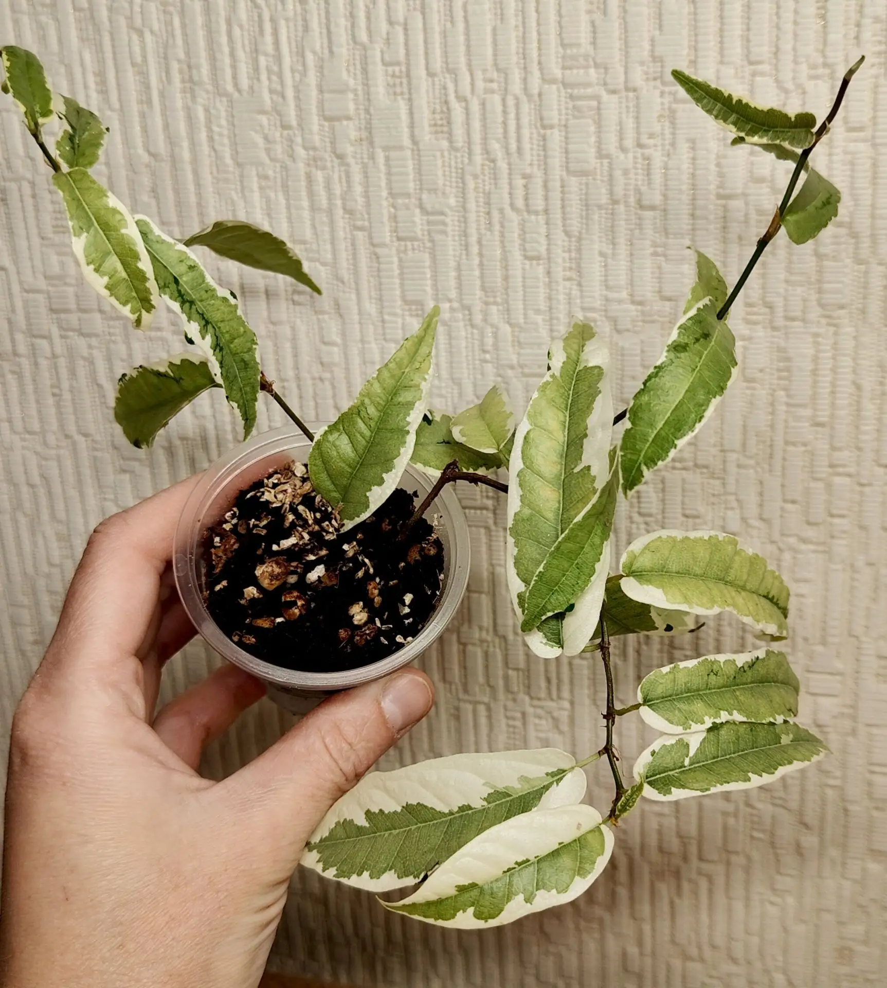 Фикус Sagittata Mutabilis (Сагитата мутабилис)
