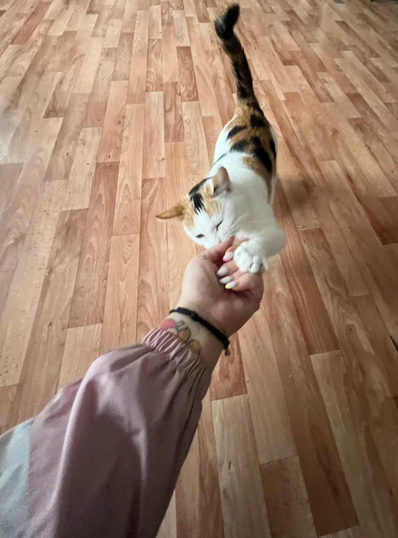 🐱Из-за нестабильного финансового положения приют «Артемида» в Ярославле прекратил свою...