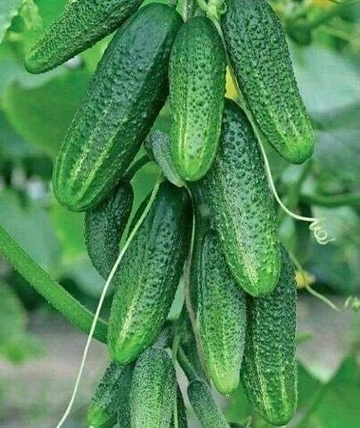 Полив для огурцов🥒