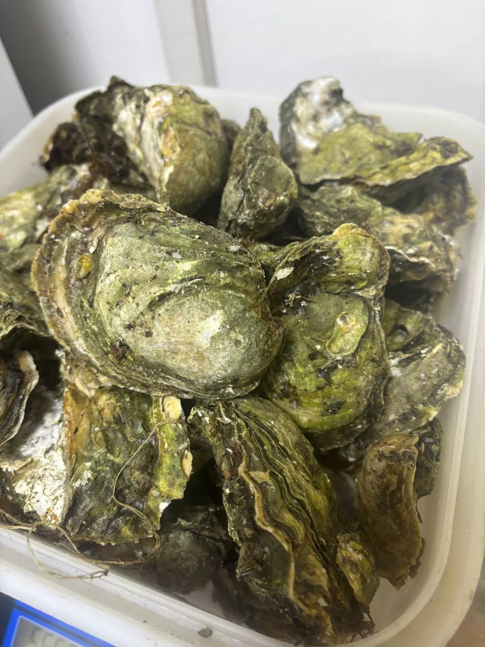 СВЕЖИЕ УСТРИЦЫ 🦪 🔥