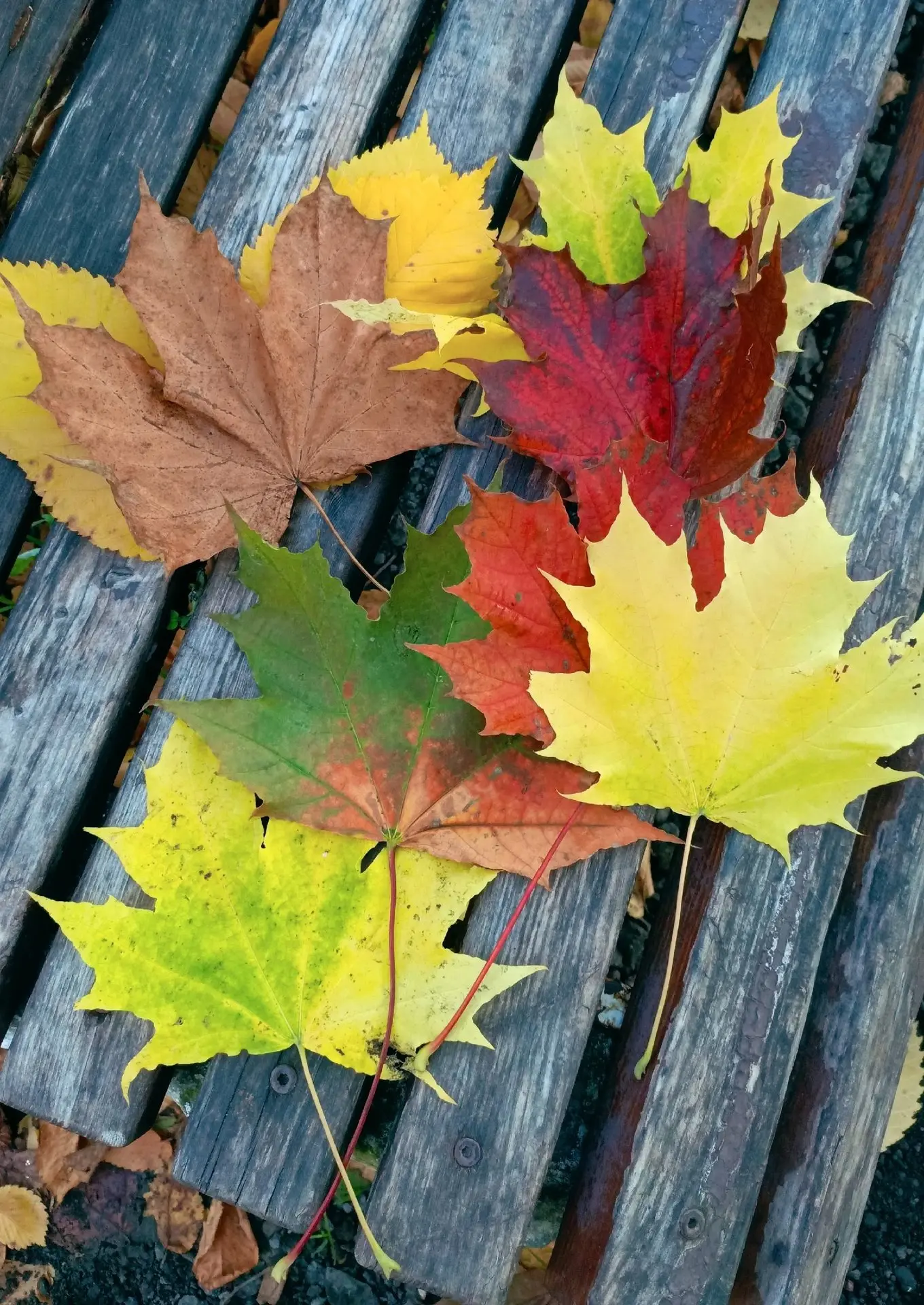 Осень — одно из красивейших времён года. 🍁