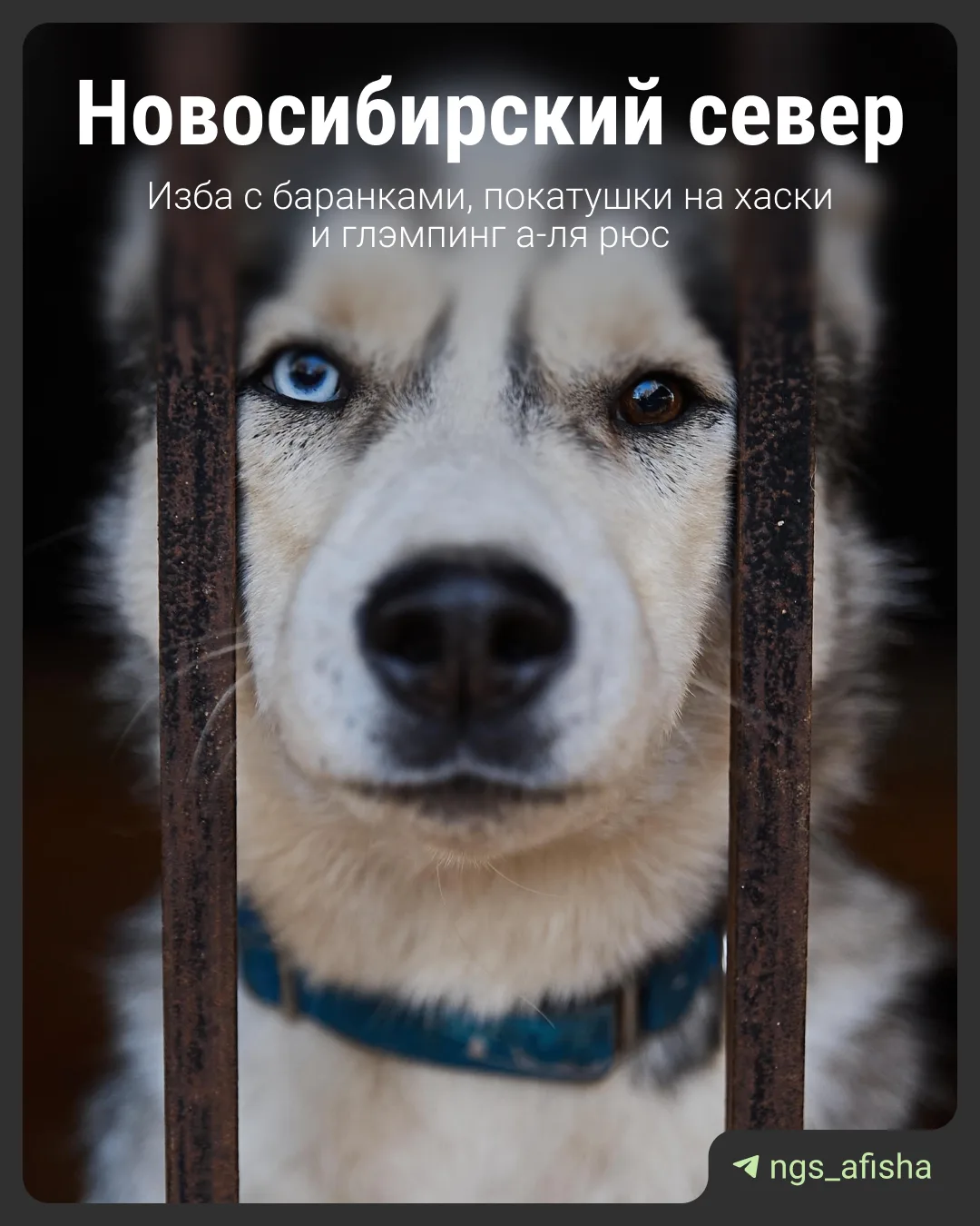 А погнали на новосибирский север! Поваляемся на печи, покатаемся в упряжке и попробуем,...