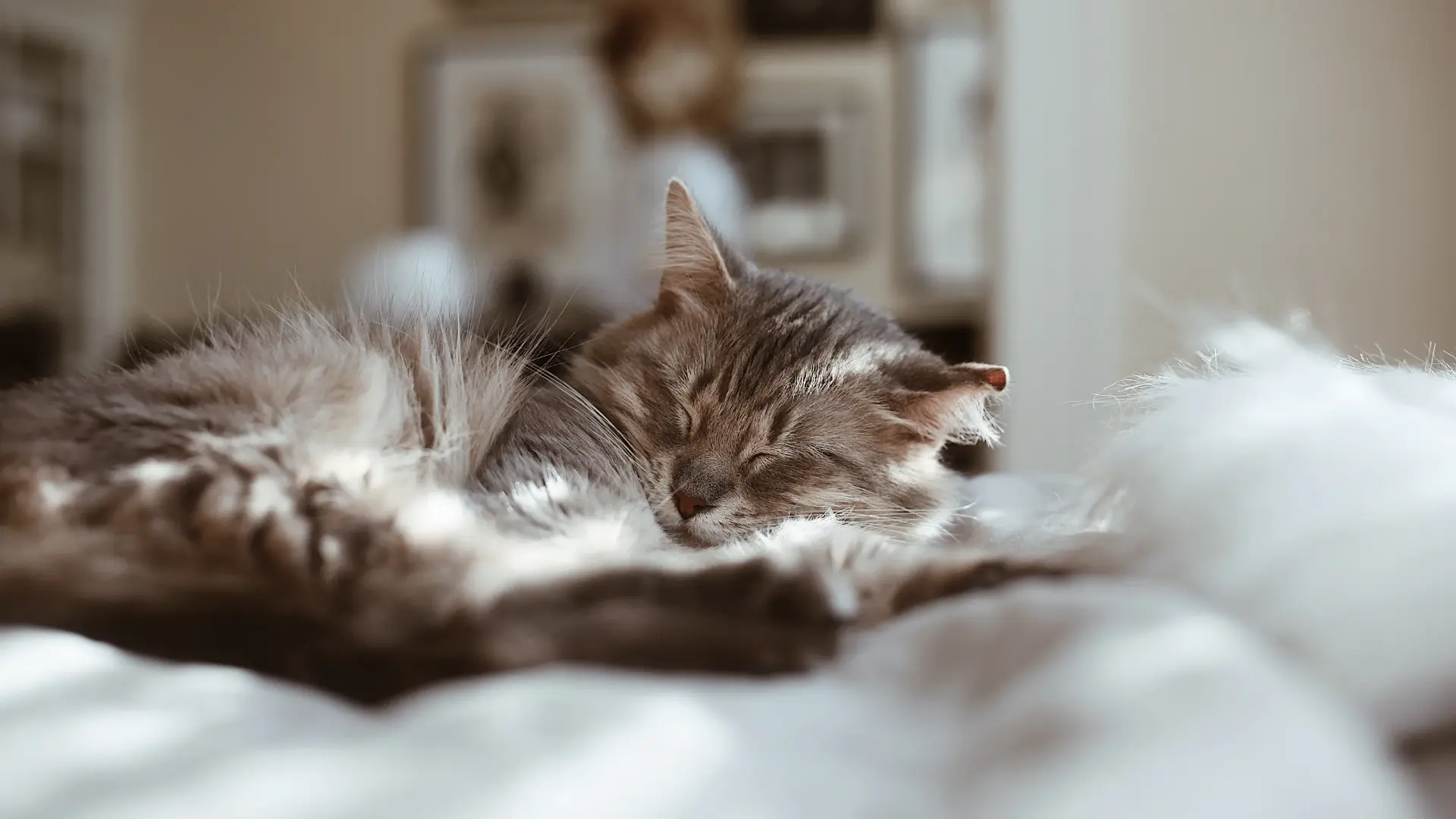 🛌 Почему кошка спит именно в ногах