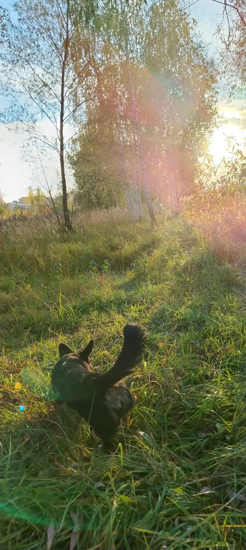 Привет, Нижний! Я Найда, и мне всего 5 месяцев 👋🐾