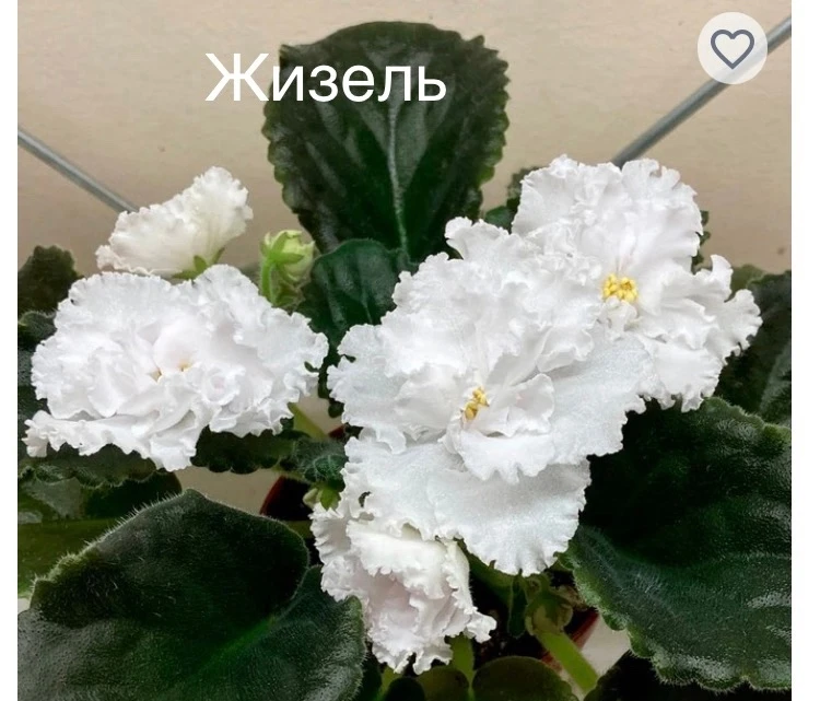 Продам деток сортовой фиалки, цена 100р