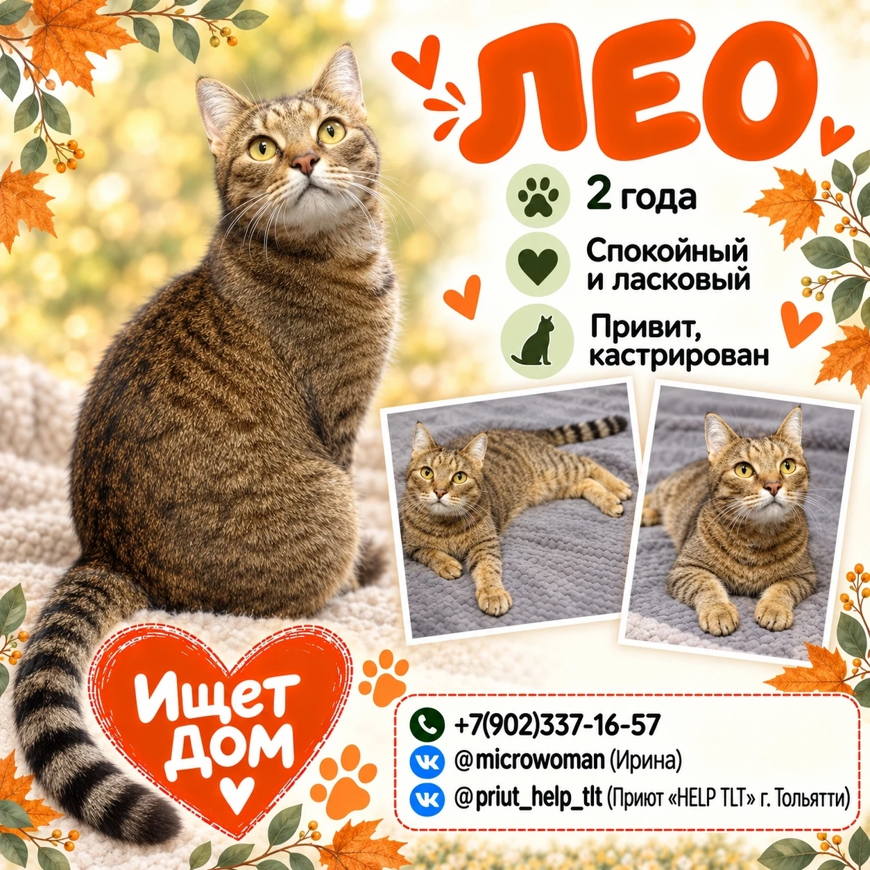 🐱 Друзья, знакомьтесь с Лео - крупным полосатым красавцем с мягким характером и неожид...