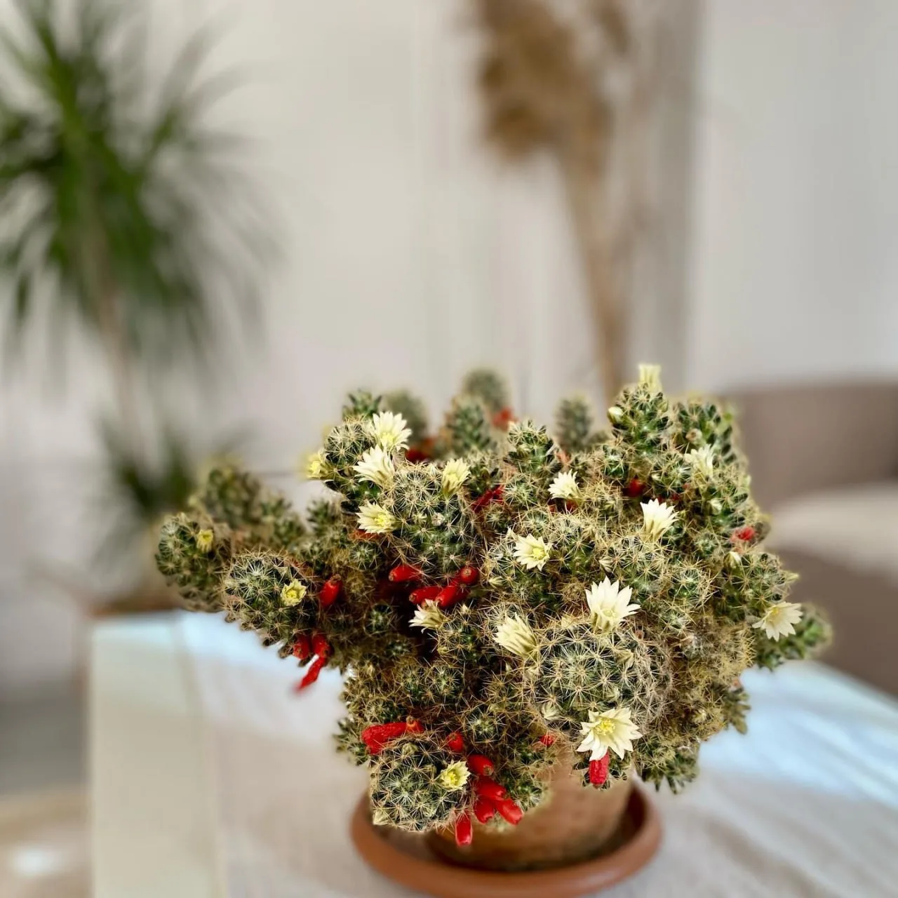 🌵 Маммиллярия — неприхотливый и необычный кактус для домашнего выращивания. Крошечные ...