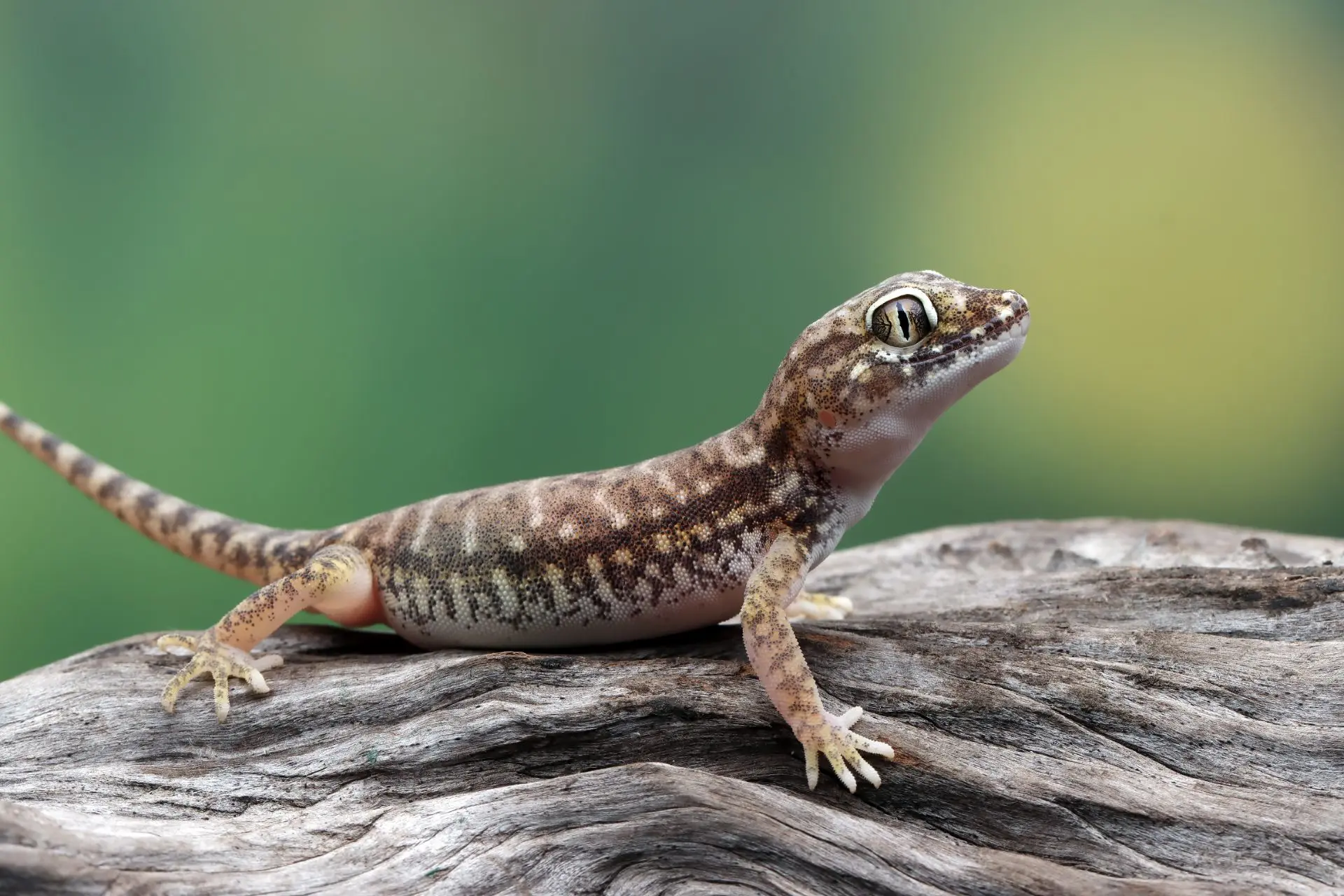 🧠🦎 Главный миф нейробиологии: почему у вас нет «рептильного мозга»