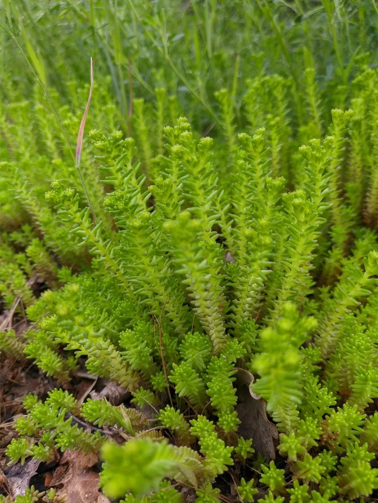 🌿 11-е октября