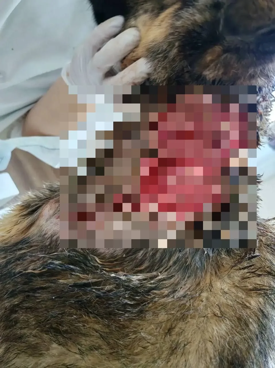 В Иркутской области пес спас хозяев от медведя 🐻