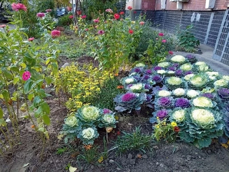 🌺 Палисадник с декоративной капустой на улице Острякова