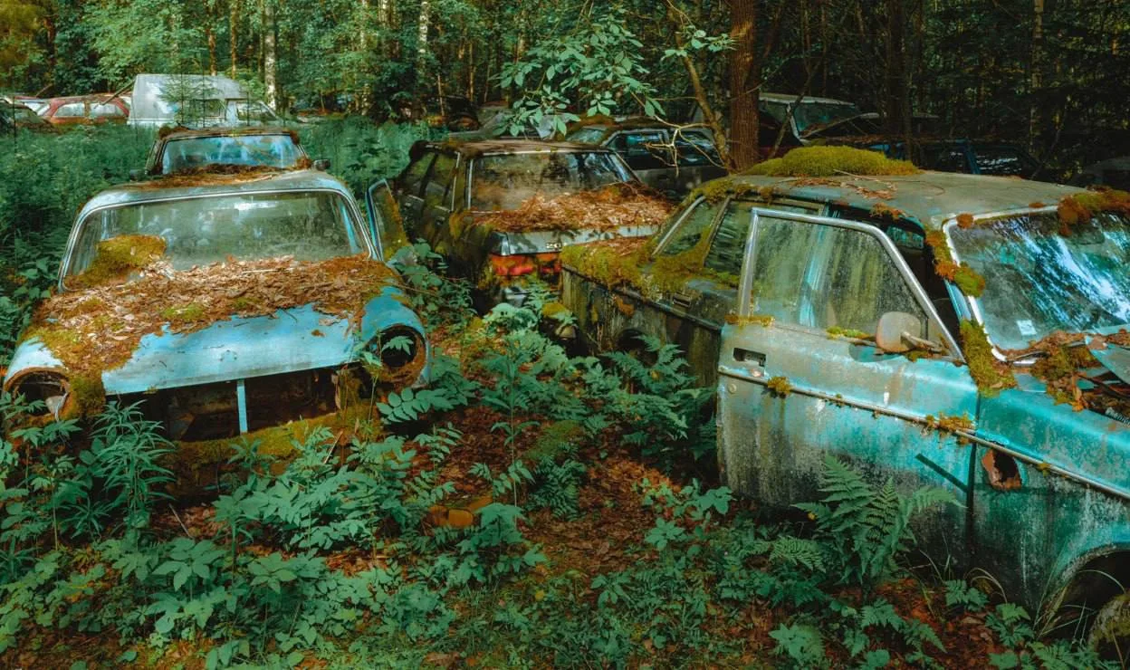 В финском лесу были найдены десятки, а по словам фотографа Юхо Хейнолы — сотни покинуты...