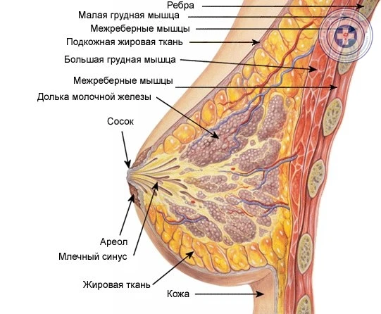 Все ли опухоли груди злокачественные?