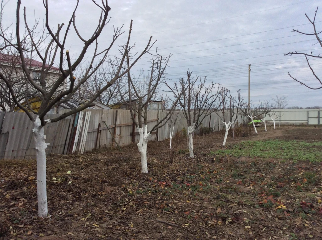 🍎🍂✨ «ФУНДАМЕНТ БУДУЩЕГО УРОЖАЯ»: 6 обязательных осенних дел в яблоневом саду до прихо...