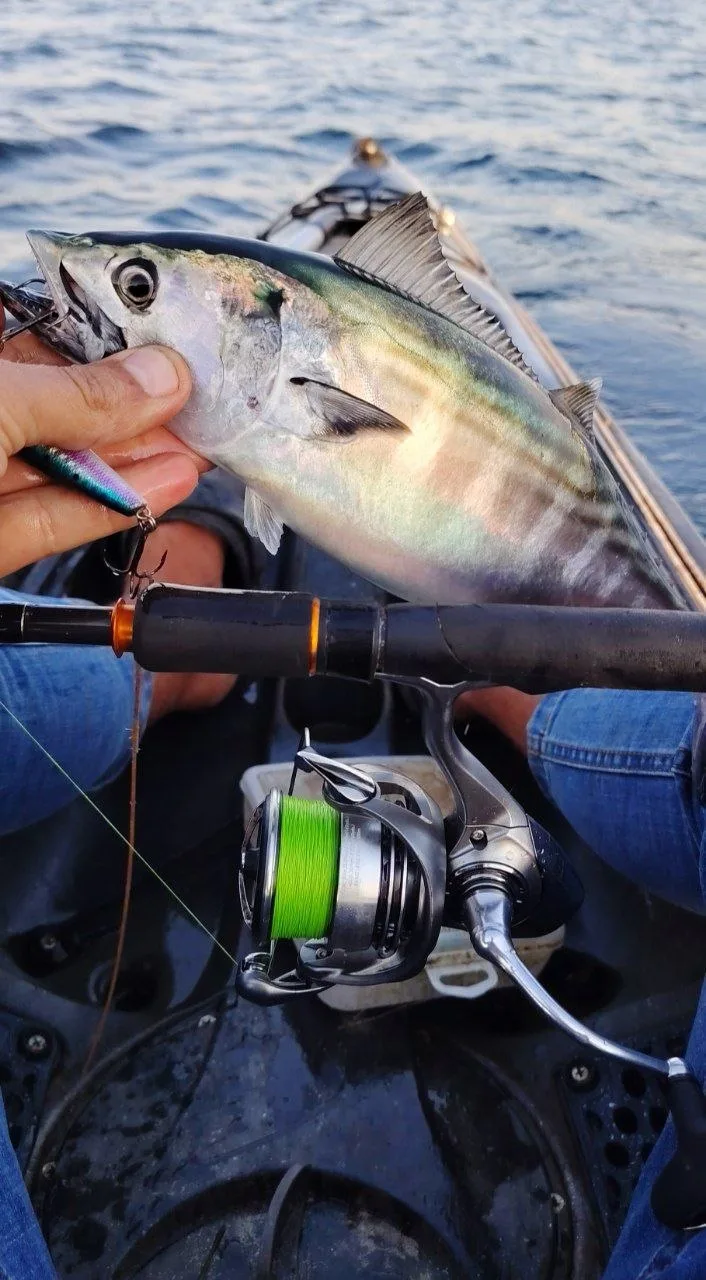 Прикупил себе обновочку у Стаса — Daiwa Exceler LT4000D 🔥