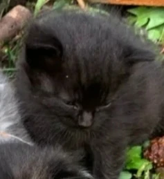 Ржев! 🆘🆘🆘Остался один котёнок из трёх , ещё на дачах с бездомной кошкой мамой. Возьм...