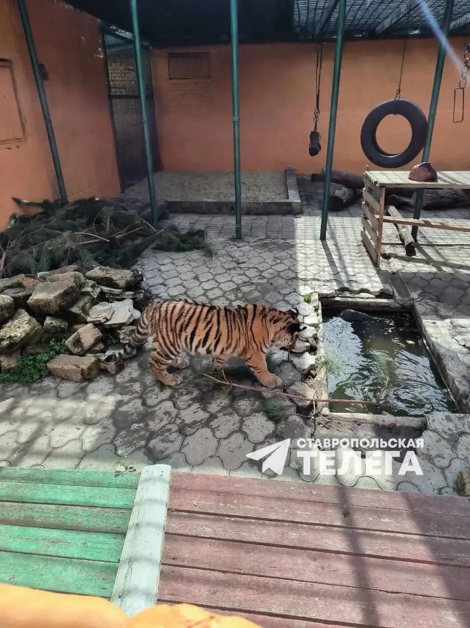 🐯 Тигрица Ляля переехала в новый вольер ставропольского зоопарка
