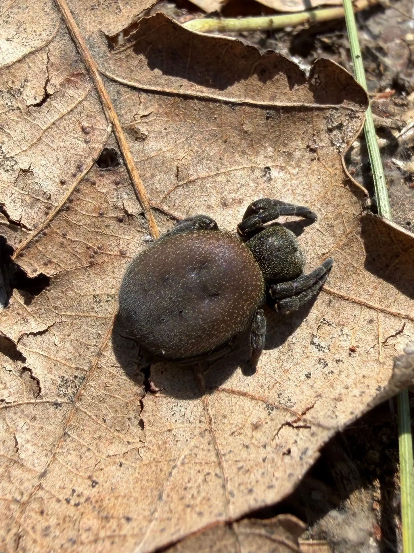 В мире животных и растений 🕷🌿