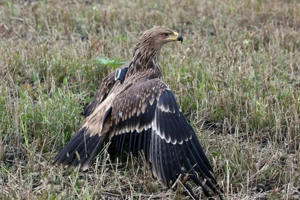 😢Краснокнижный орел погиб от удара током в Самарской области