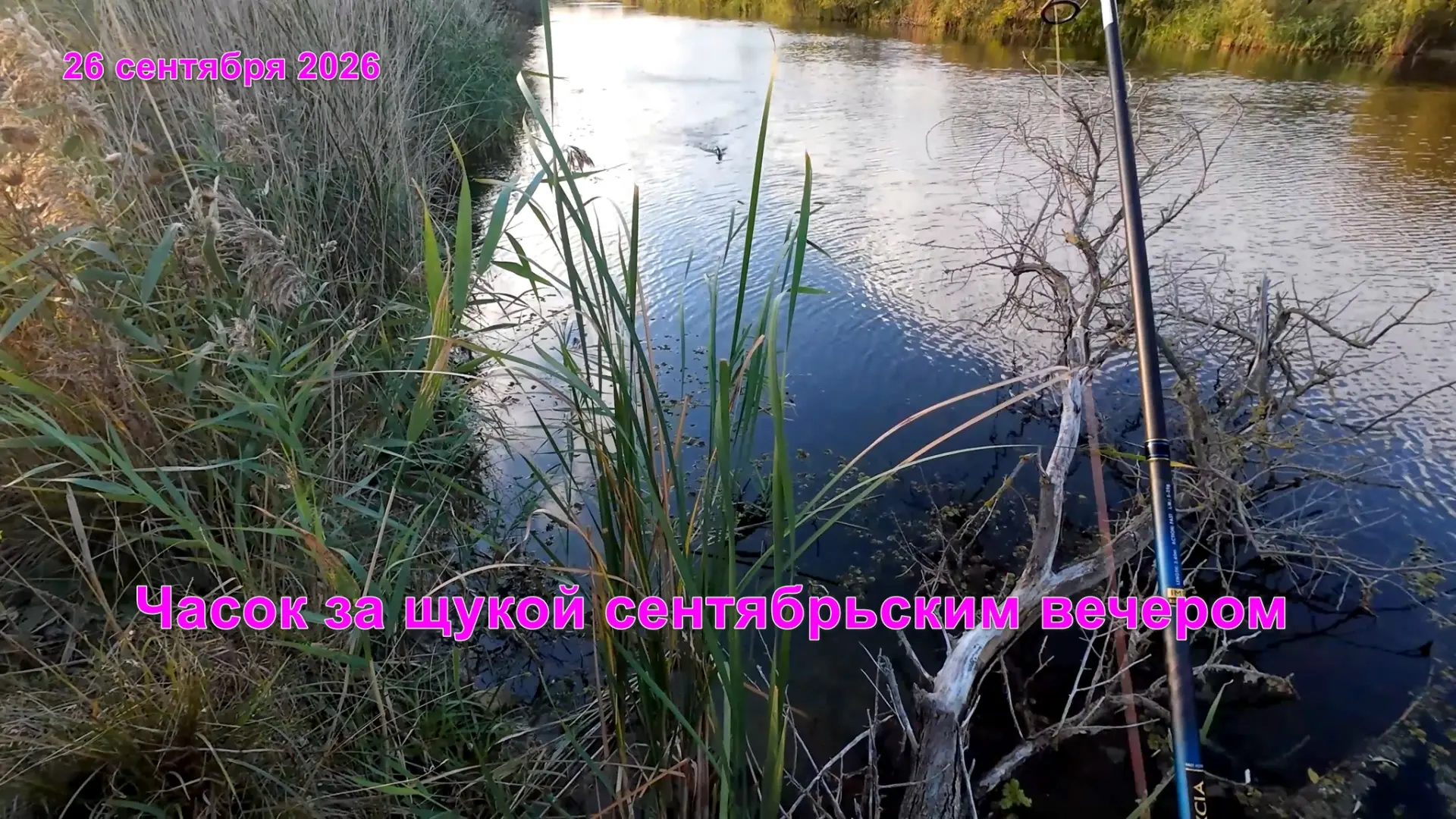 На щучку 26 сентября 2026
