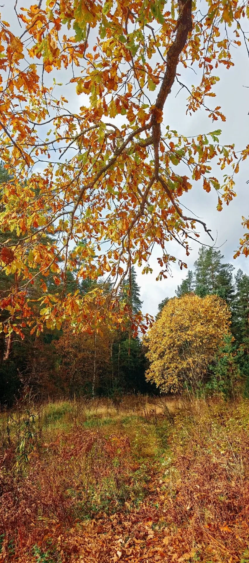 Как же приятно гулять по лесу золотой осенью 🍂🍁 Ради таких прогулок наматываем каждые...
