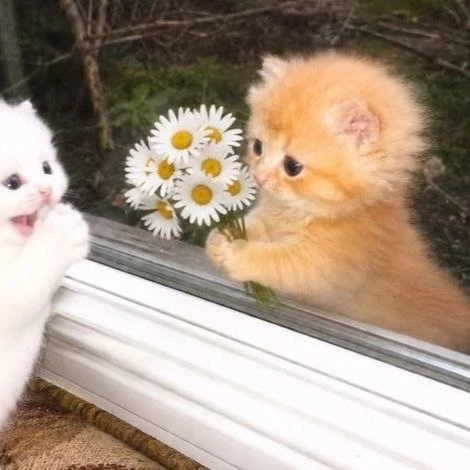 #коты