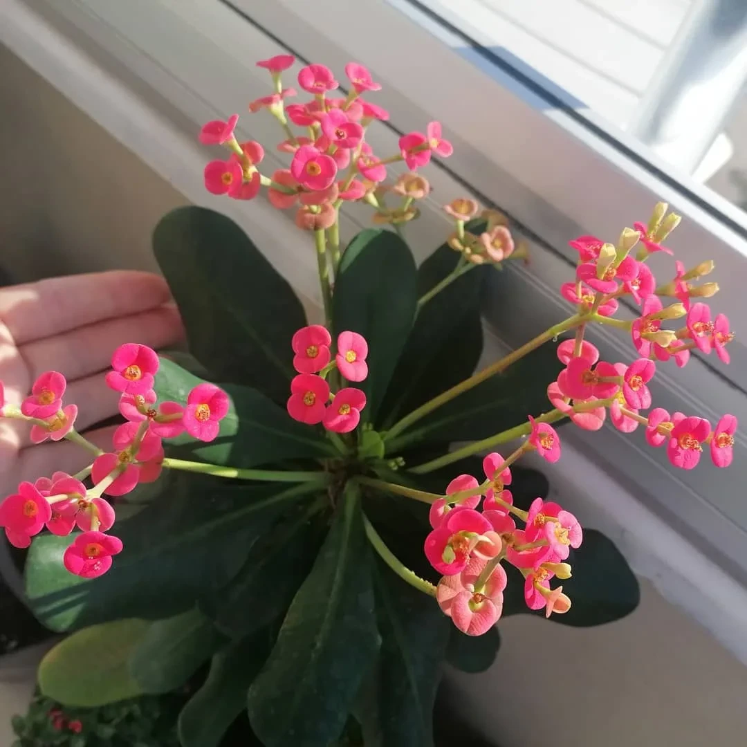 Молочай Миля: яркий «терновый венец» 🌱