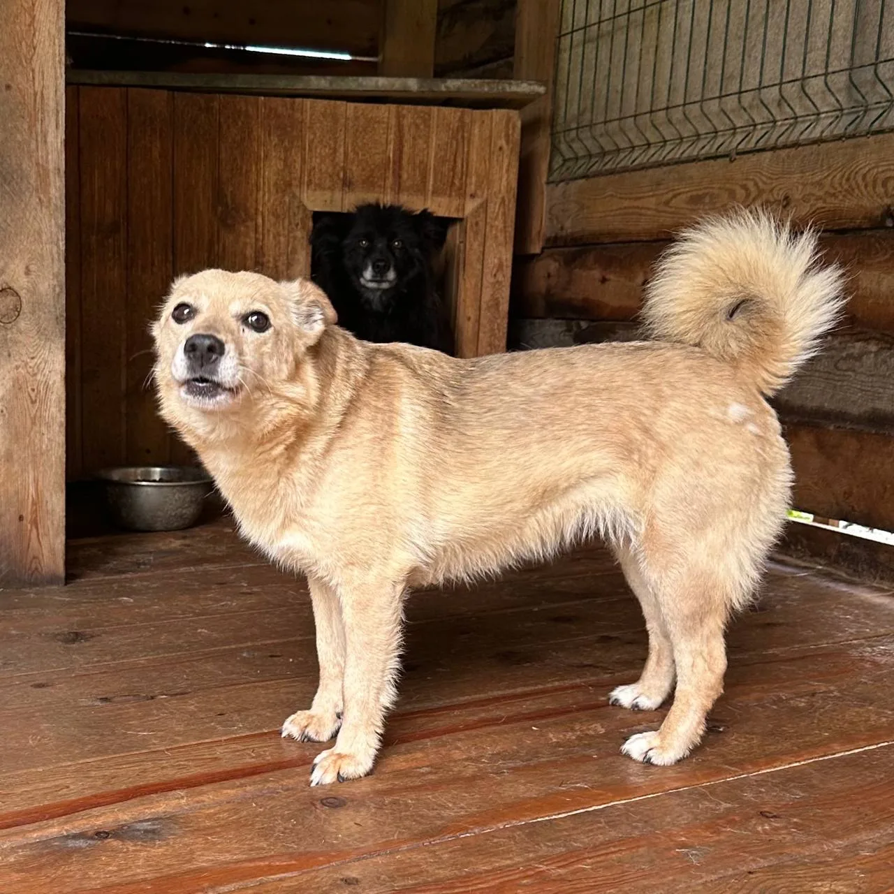 По вторникам просим вас помочь прокормить приютских жителей 🐕🐕‍🦺.