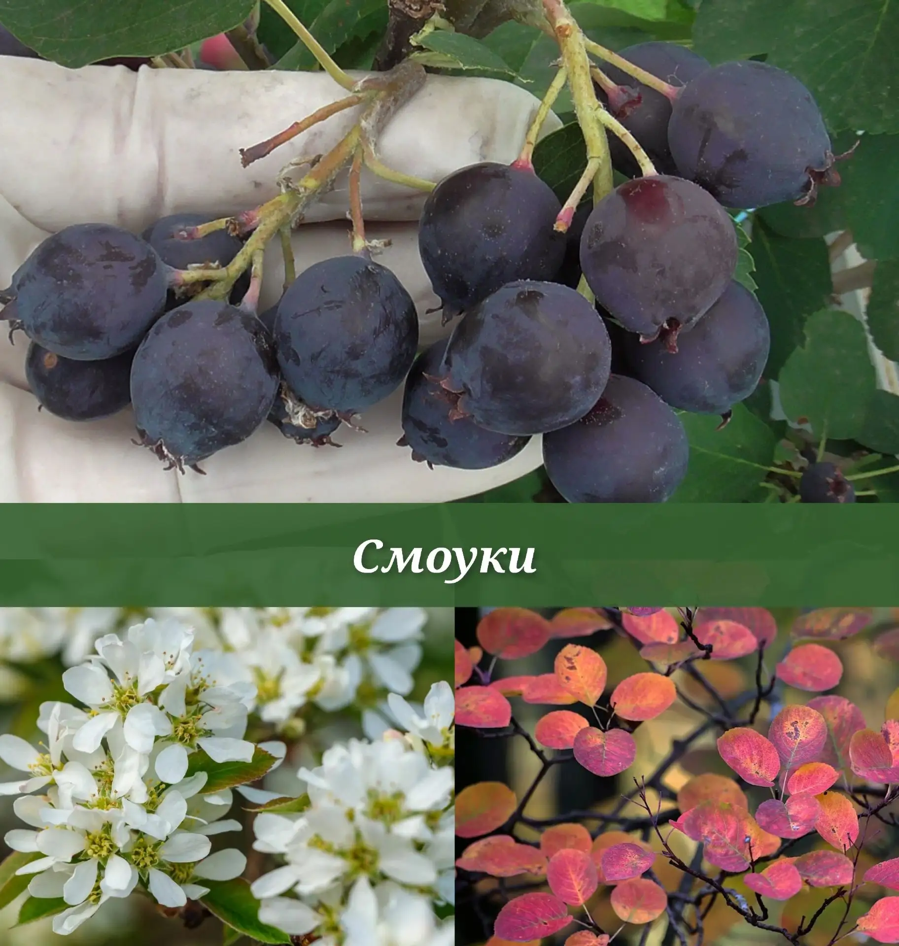 ❤️🥰Ирга канадская "Смоуки"