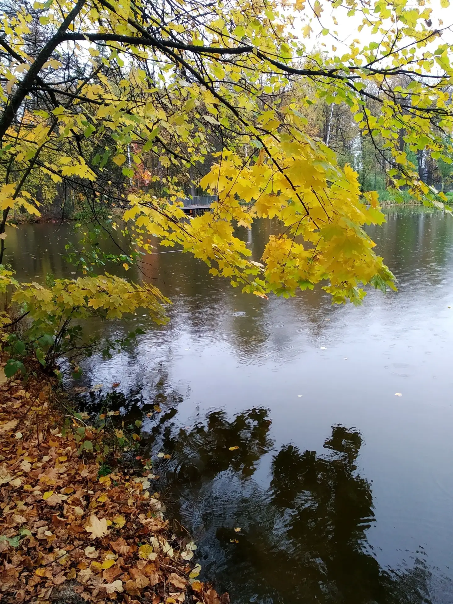 🍂🍁Осень в парке «Опалиха-Алексеевское»