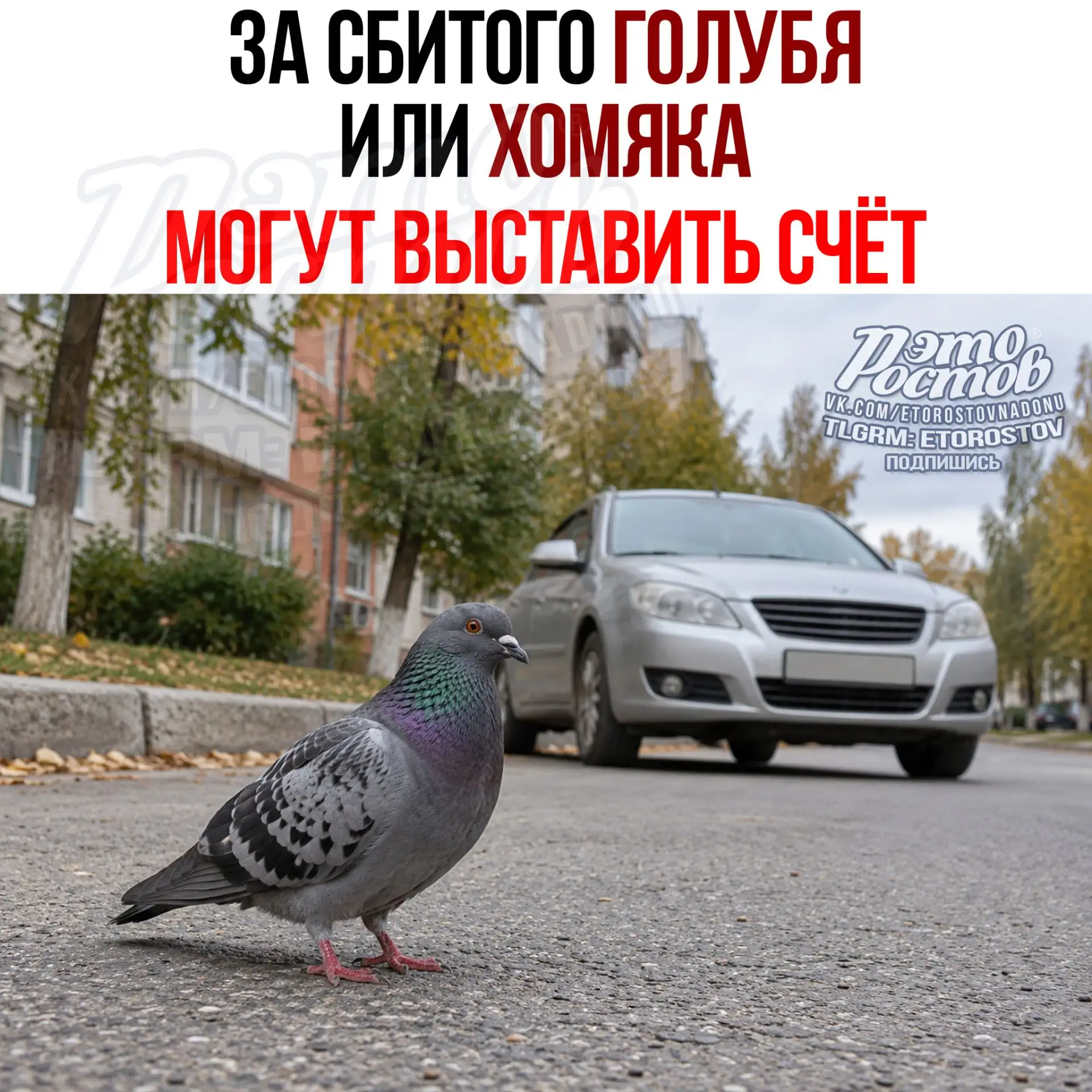 🚗 За сбитого голубя или хомяка водителю могут выставить счёт