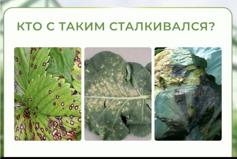 Перечисляю основные проблемы садоводов