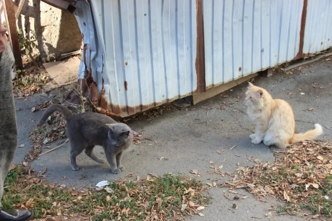 Анонимно! Кота ни видели, где то победы 16! Один ушко порезано! Кот слева! Он и есть на...