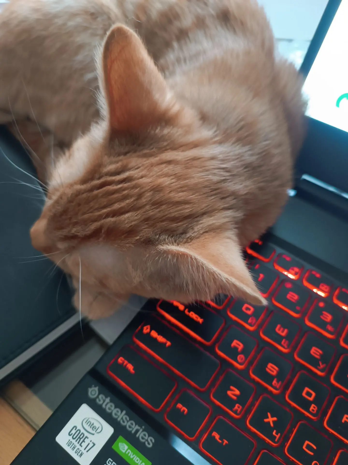 Мурзик очень помогает работать 😸