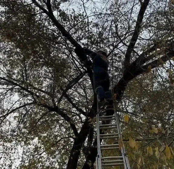 Спасатели сняли с дерева котёнка в Минусинске