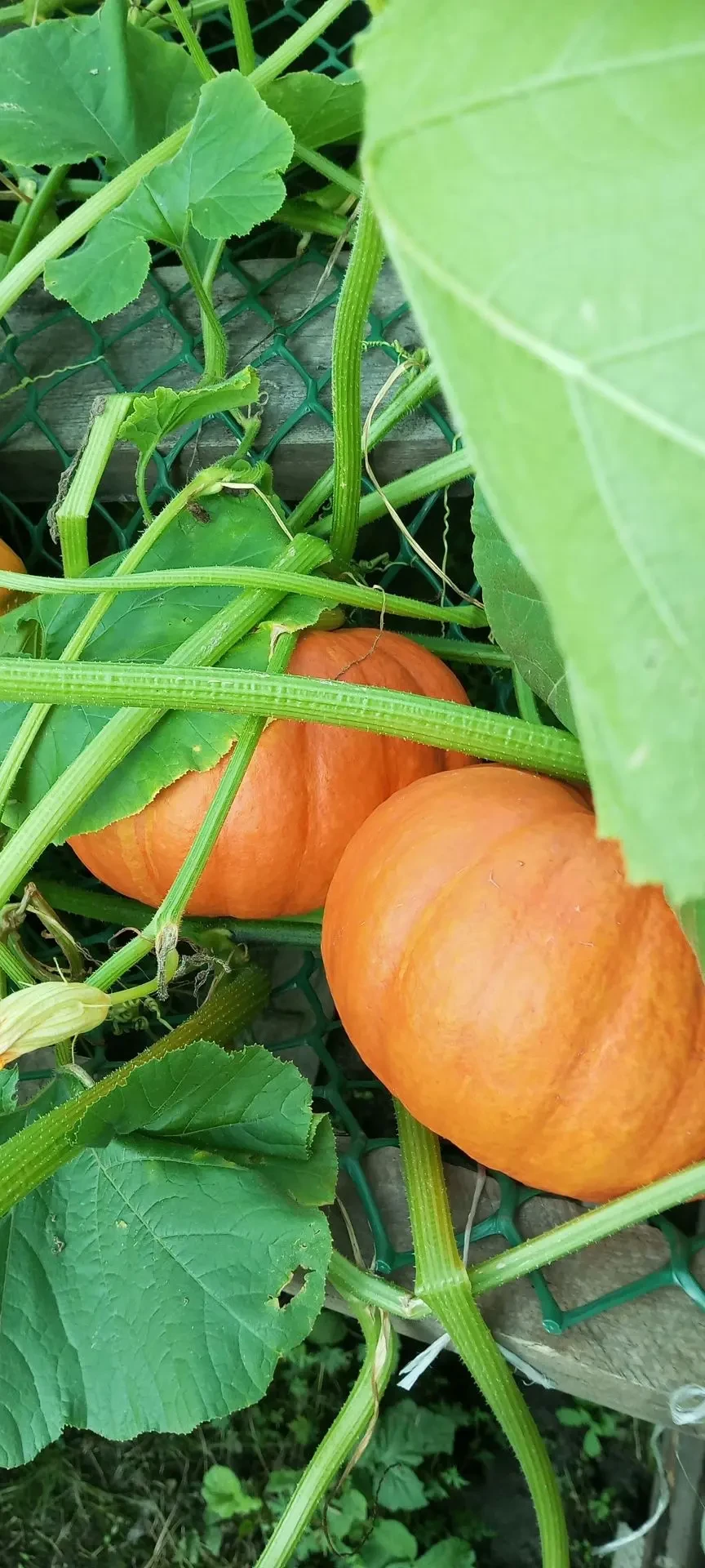 🎃 МОЯ ТЫКВА СТАНОВИТСЯ ОГРОМНОЙ — ДЕЛЮСЬ СЕКРЕТАМИ!