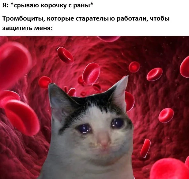 ТРОМБОЦИТЫ