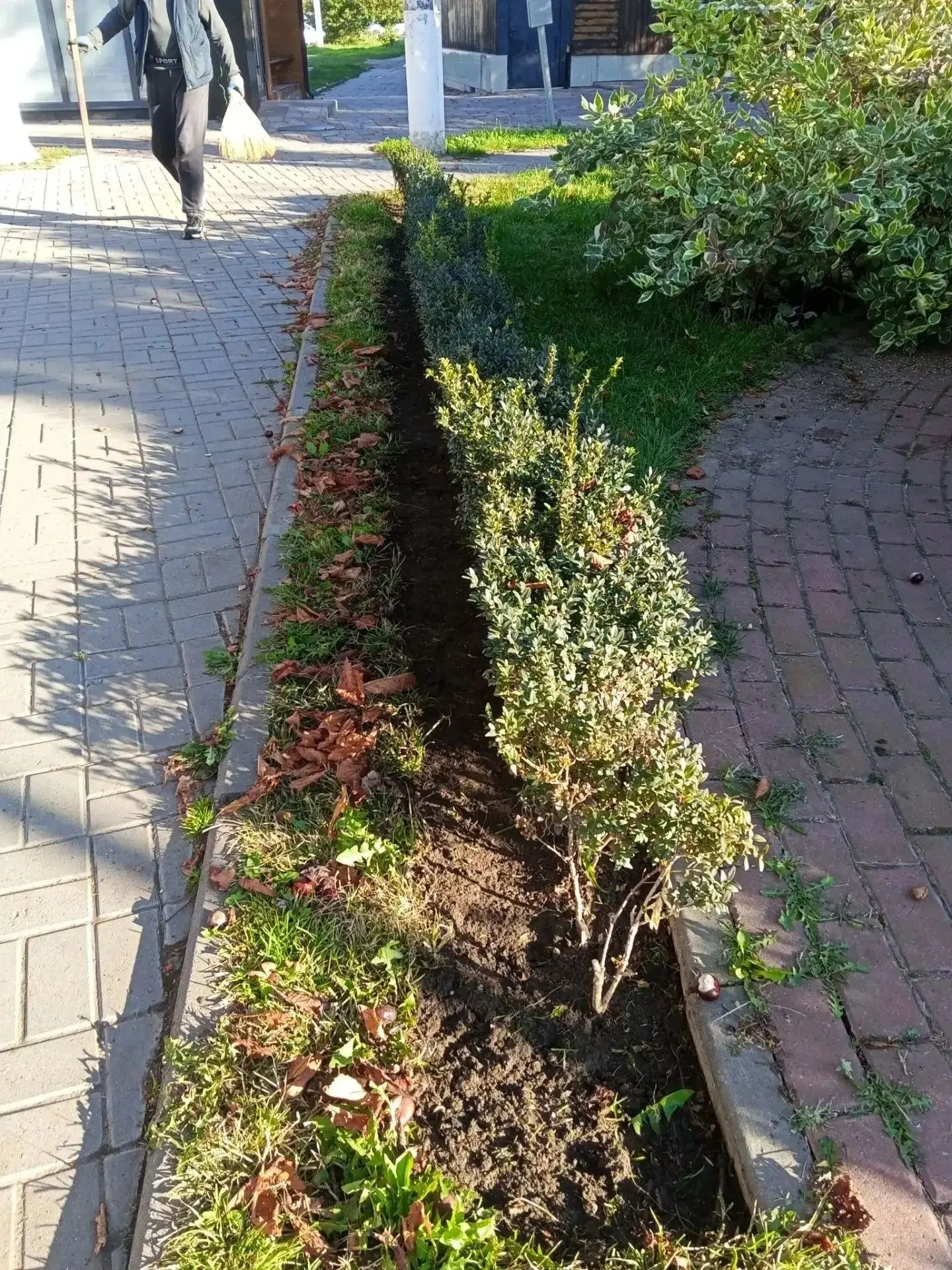 🍂 Пока город примеряет осенние наряды, наши озеленители наводят красоту на городских к...