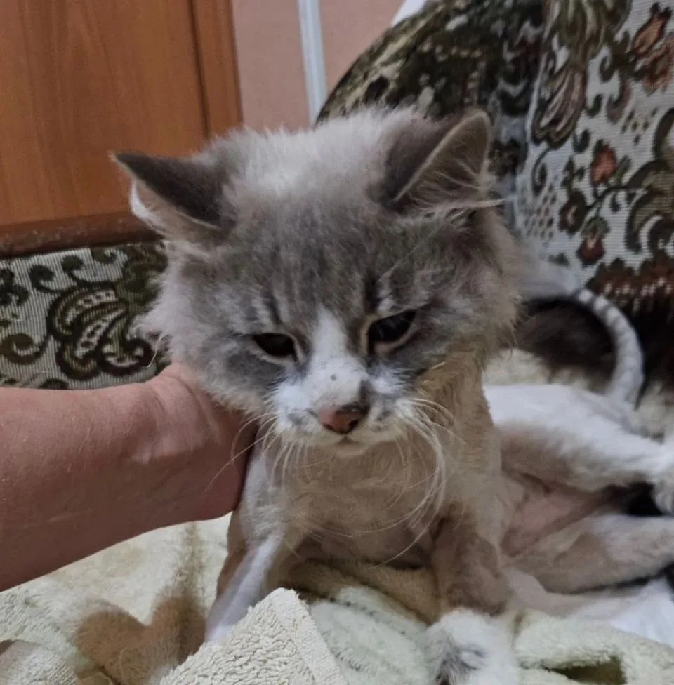 #Дымка_кот