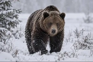 ​🐻 Медведи-шатуны могут выйти к людям этой зимой в Иркутской области