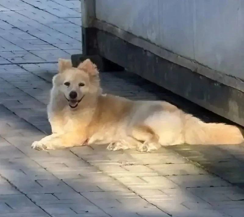 Раздольное.