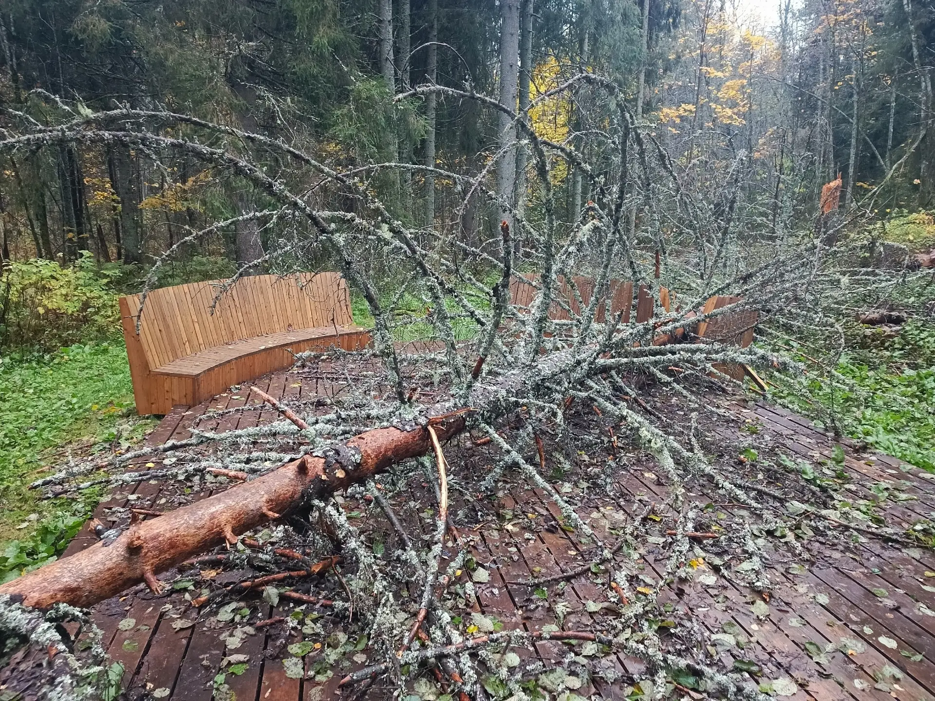Усадьба "Заветное". Упало дерево, повредило скамейку.