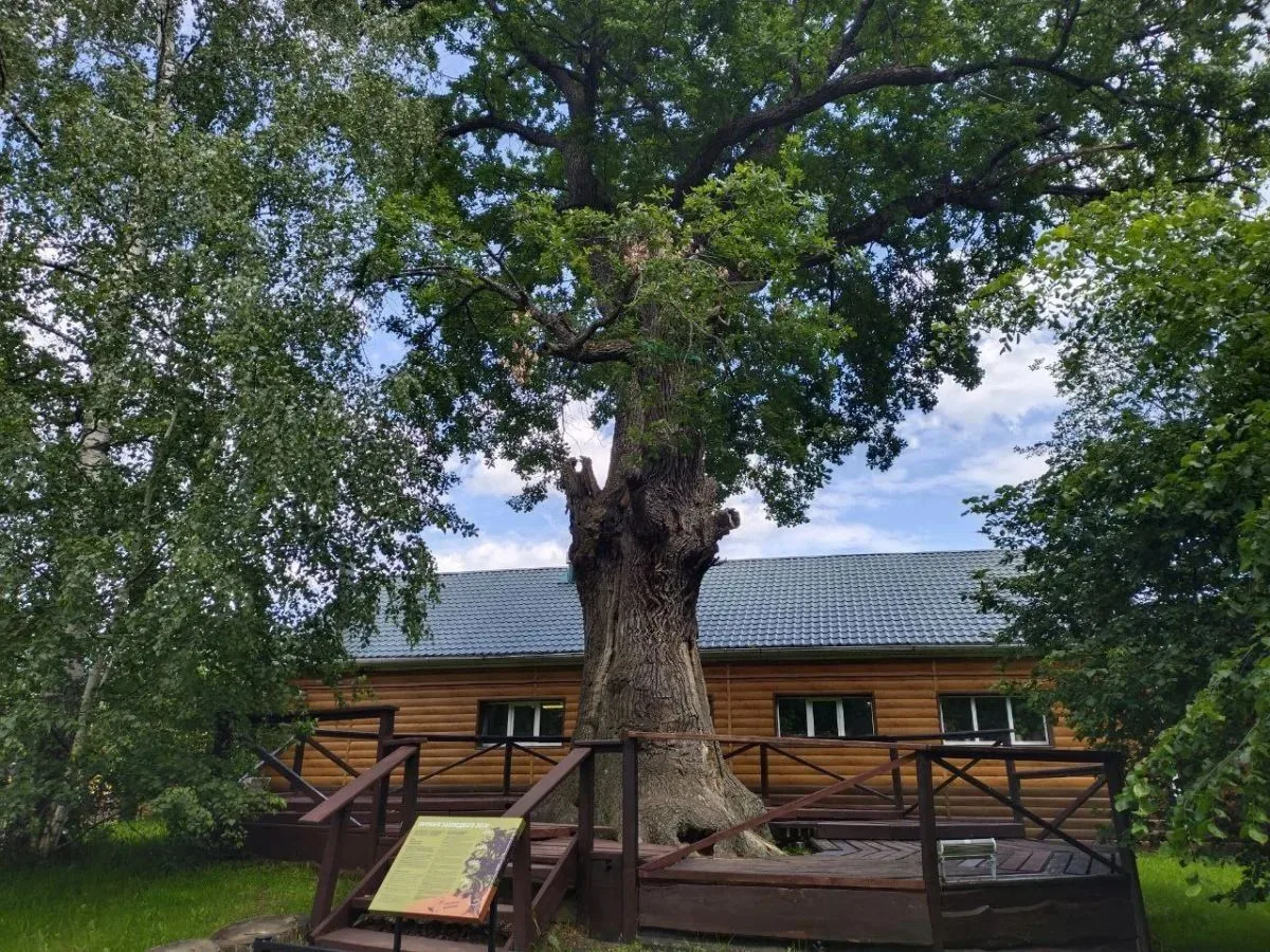 🍂Самый старый дуб Воронежского заповедника