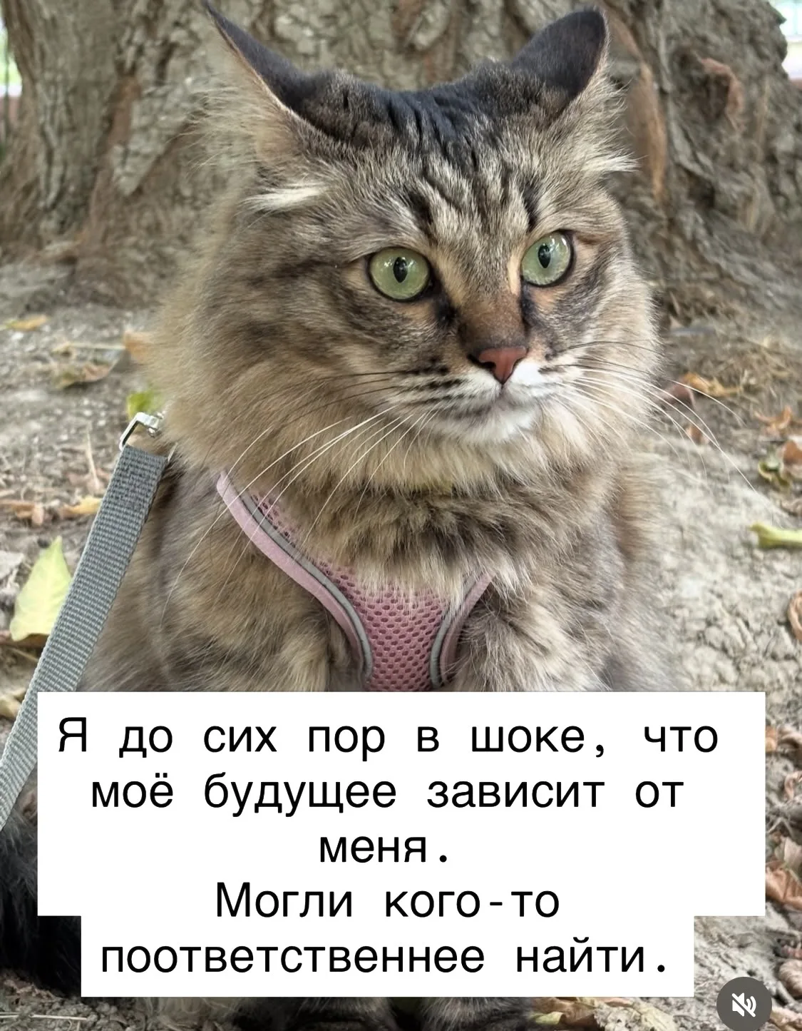 🐈