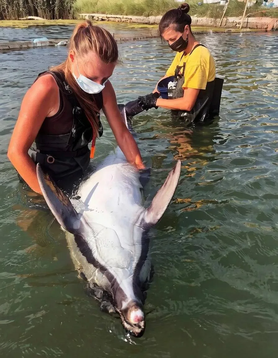 🐬 У дельфинов в Севастополе своя зажировка — спасённая Персефона активно набирает вес ...