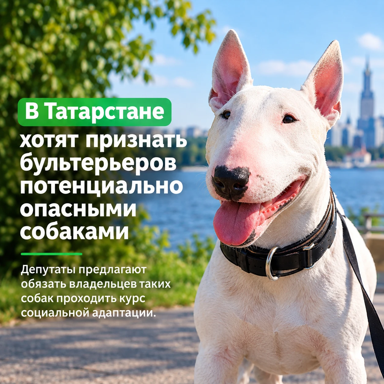 🐶 В Татарстане предлагают включить бультерьеров в список потенциально опасных собак
