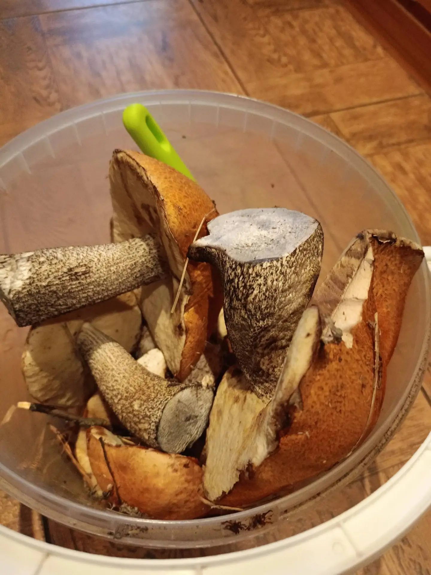 Есть еще грибочки в лесу! 🍄‍🟫