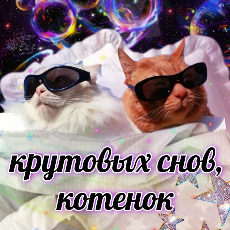 Добрых снов, товарищи котеки!❤